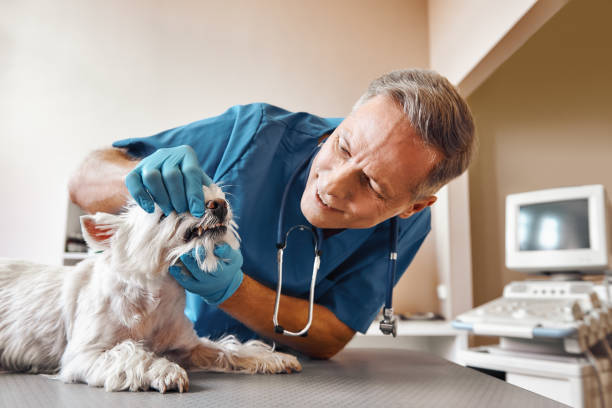Best Emergency Dental Care for Broken or Chipped Teeth in Avilla, AR